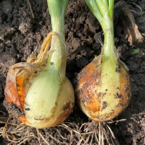 L�g fr�. Rijnsburger 5. Allium cepa L. Ca. 500 Fr�.