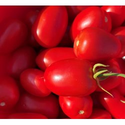 Tomat. Rio Grande. Solanum lycopersicum. Fr