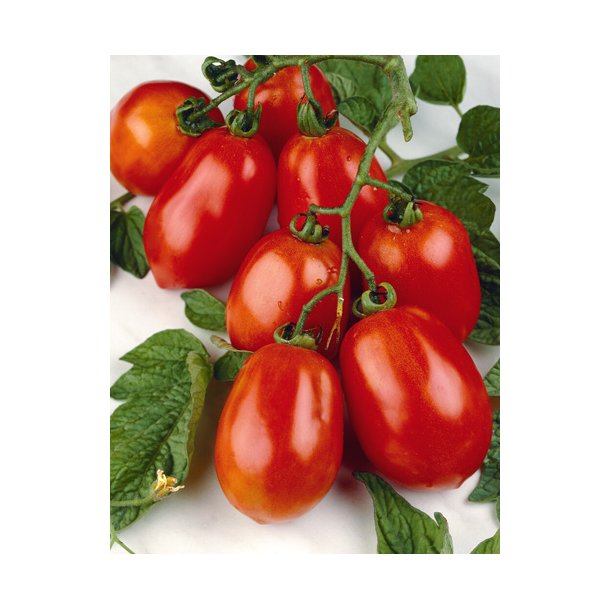 Tomat. Rio Grande. Solanum lycopersicum. Fr