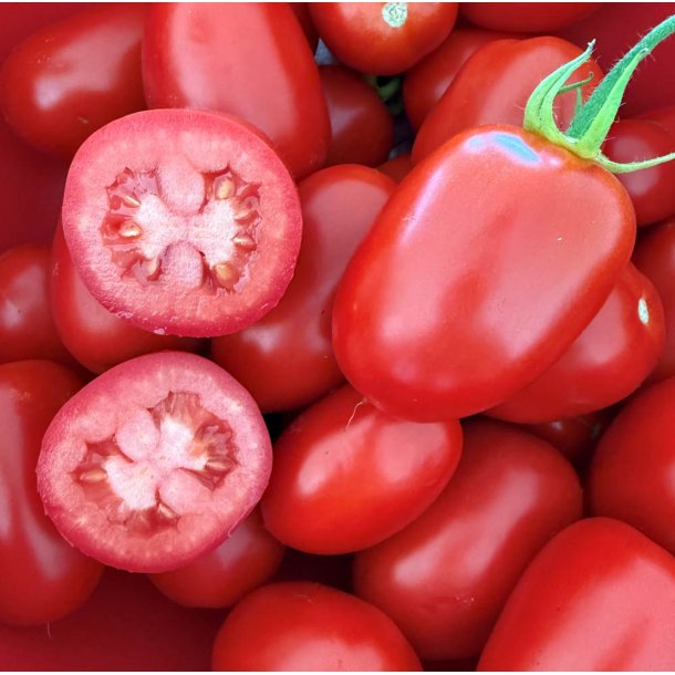 Tomat. Rio Grande. Solanum lycopersicum. Fr