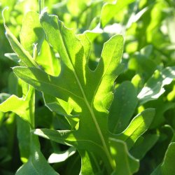 Rucola fr�. Vild. Diplotaxis selvatica. Ca. 6000 Fr�.