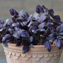 Basilikum fr�. Rosie. Ocimum basilicum. Ca. 325 �kologiske fr�