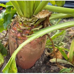 Roer. Brigadier. Beta vulgaris. Fr