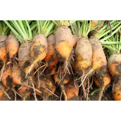 Roer. Brigadier. Beta vulgaris. Fr