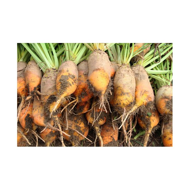 Roer. Brigadier. Beta vulgaris. Fr
