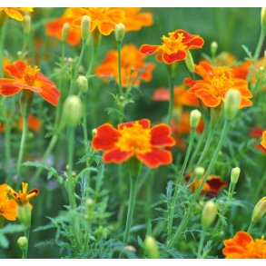 Appelsintagetes. Rd. Tagetes tenuifolia. Fr.