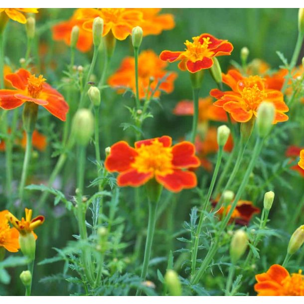 Appelsintagetes. Rd. Tagetes tenuifolia. XL Fr.