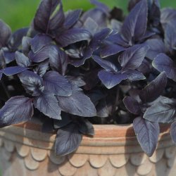 Basilikum fr�. Rosie. Ocimum basilicum. Ca. 325 �kologiske fr�