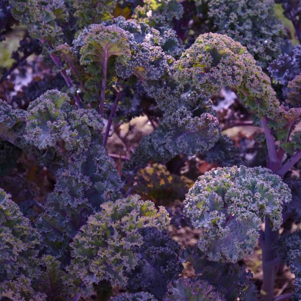 Gr�nk�l fr�. Scarlet. Brassica oleracea acephala. Ca. 750 Fr�.