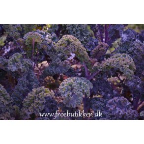 Grnkl. Scarlet. Brassica oleracea acephala. Fr.