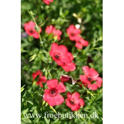 Hr. Rd. Linum grandiflorum rubrum. kologisk Fr.