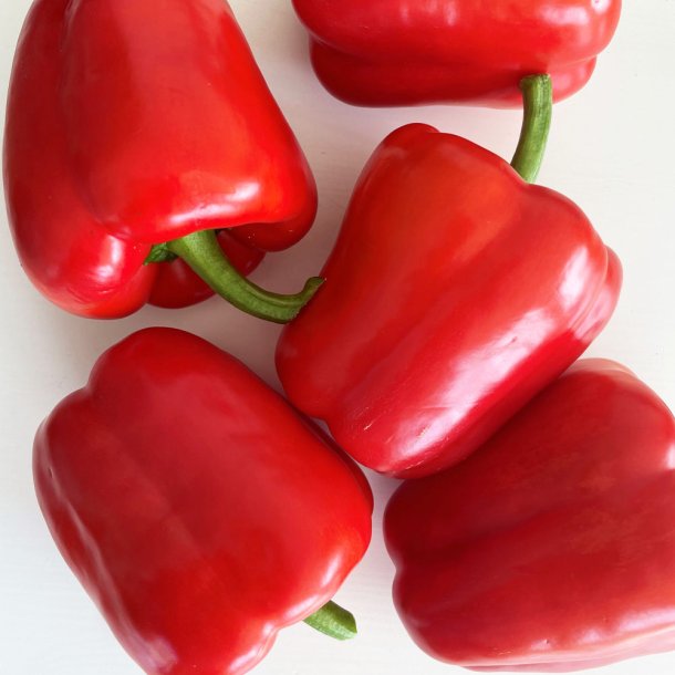 Peber fr�. Jubilandska. Capsicum annuum. Ca. 25 �kologiske fr�