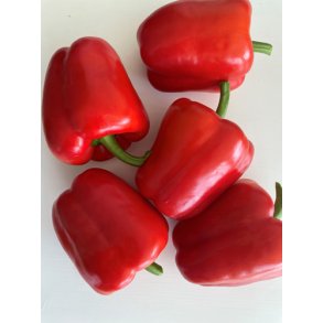Peber. Jubilandska. Capsicum annuum. kologisk. Fr