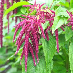 R�vehaler fr�. R�d. Amaranthus caudatus. XL pose. Ca. 69000 Fr�.