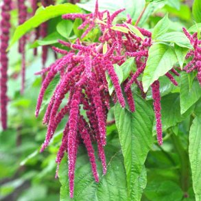 R�vehaler fr�. R�d. Amaranthus caudatus. Ca. 4600 Fr�.