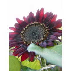 Solsikker. Autumn beauty. Helianthus annuus.  Fr.