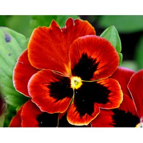 Stedmoderblomster. Alpenglow. Viola wittrockiana. Fr.