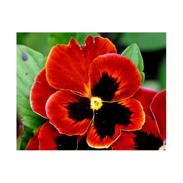 Stedmoderblomster. Alpenglow. Viola wittrockiana. Fr.