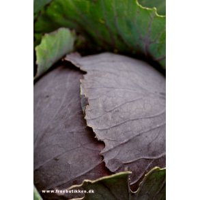 Rdkl. Langedijker Dauer 2. Brassica oleracea rubra. Fr.