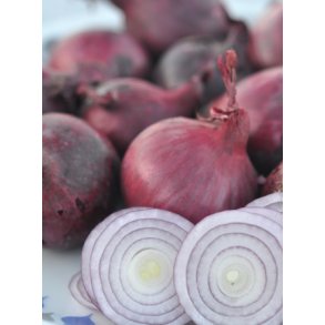 Lg. Red Baron. Allium cepa. kologisk Fr