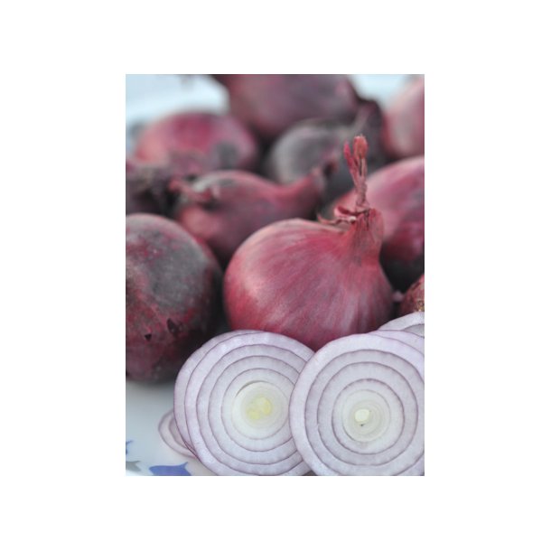 Lg. Red Baron. Allium cepa. kologisk Fr