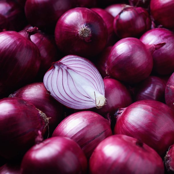 L�g fr�. Morada de Amposta. Allium cepa. Ca. 350 Fr�