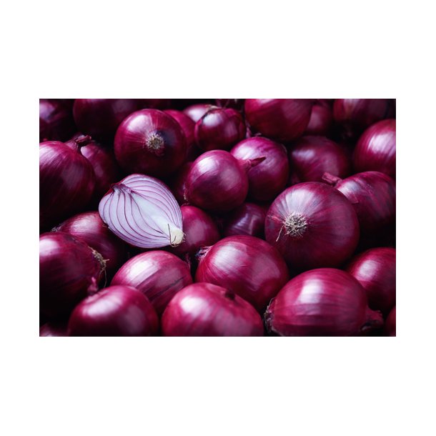 Lg. Morada de Amposta. Allium cepa. Fr