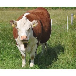 Roer. Brigadier. Beta vulgaris. Fr