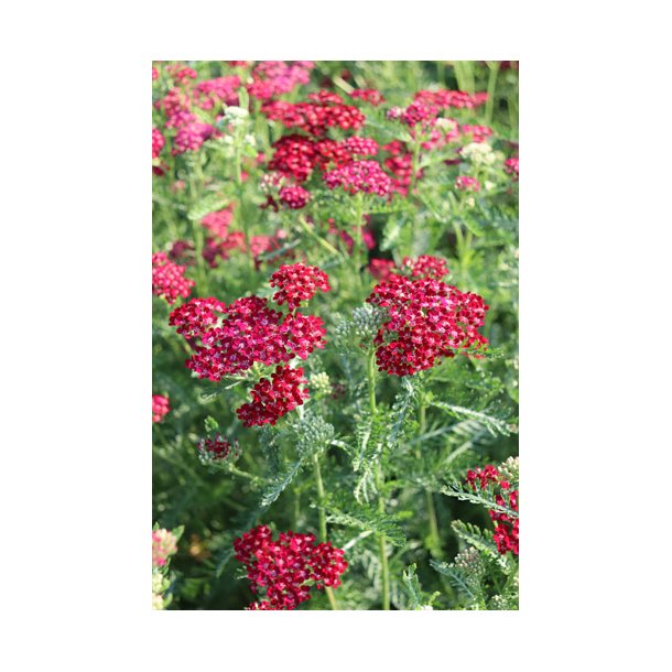 Rlliker. Cerise queen. Achillea millefolium. Fr.