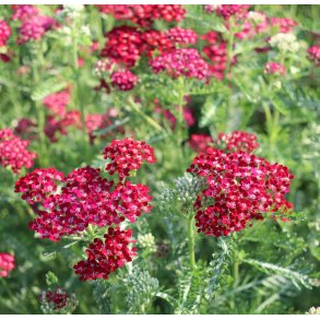 Rlliker. Cerise queen. Achillea millefolium. Fr.