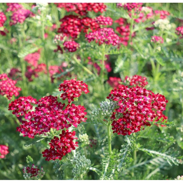Rlliker. Cerise queen. Achillea millefolium. Fr.