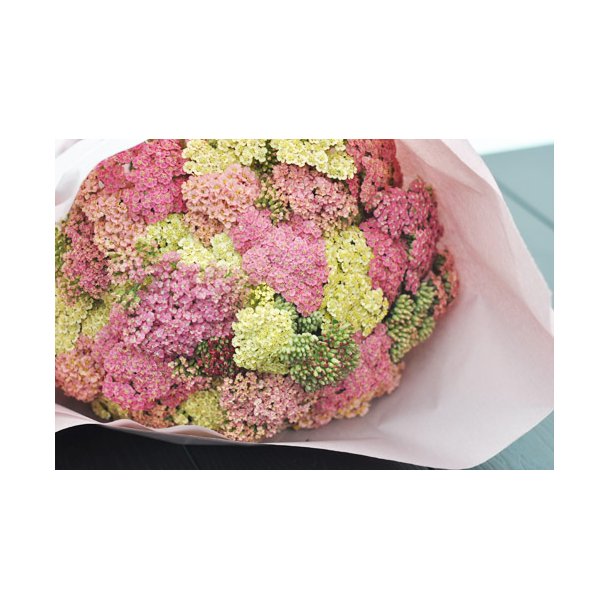 Rlliker. Pastelblanding.  Achillea millefolium. Fr