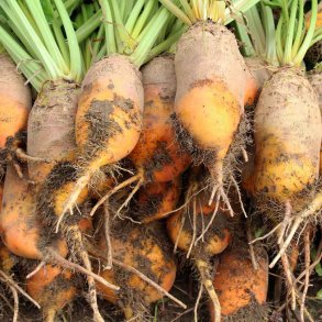 Roer fr�. Brigadier. Beta vulgaris. Ca. 450 Fr�