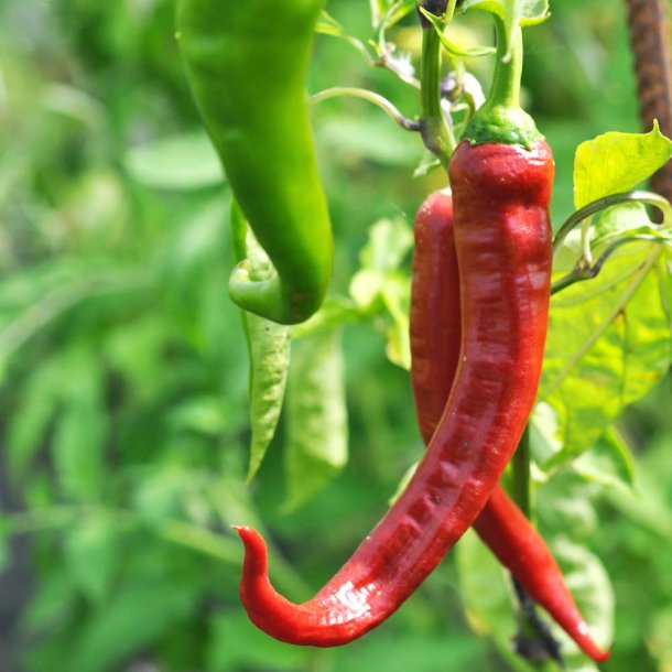 Chili fr�. Rokita. Capsicum annuum. Ca. 12 Fr�.