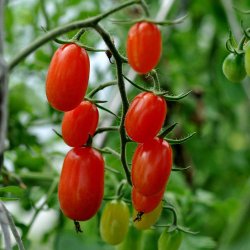 Tomat fr�. Roma VF. Solanum lycopersicum. Ca. 35 �kologiske fr�.