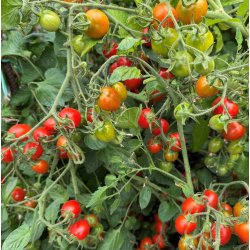 Tomat. Romello. Solanum lycopersicum.  F1. Fr