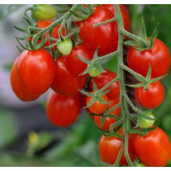 Tomat. Romello. Solanum lycopersicum.  F1. Fr