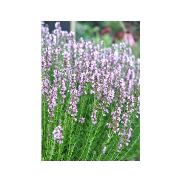 Isop. Rosa. Hyssopus officinalis. Fr.