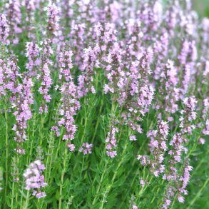 Isop. Rosa. Hyssopus officinalis. Fr.