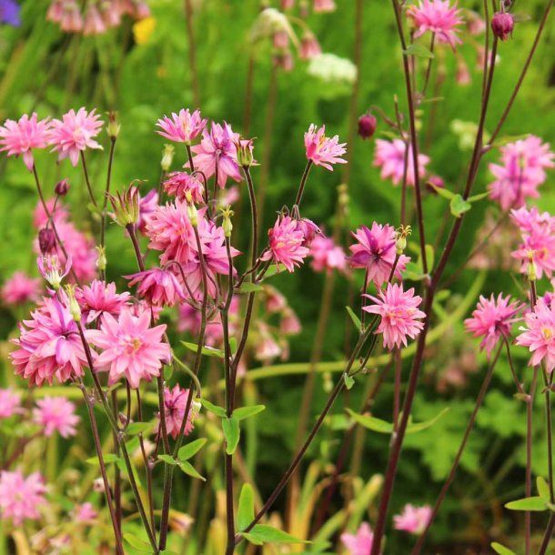 Akelejer fr�. Rose Barlow Aquilegia vulgaris. Fr�.