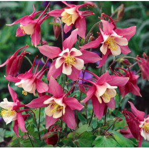 Akelejer. Rose queen. Aquilegia x hybrida. Fr