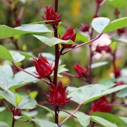 Rosella fr�. Hibiscus sabdariffa. Ca. 15 Fr�