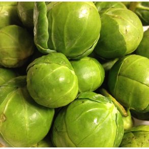 Rosenkl. Sanda. Brassica oleracea gemmifera. Fr.