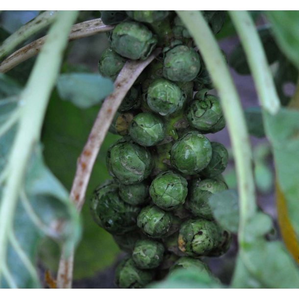 Rosenkl. Igor. Brassica oleracea gemmifera. F1. kologisk. Fr.