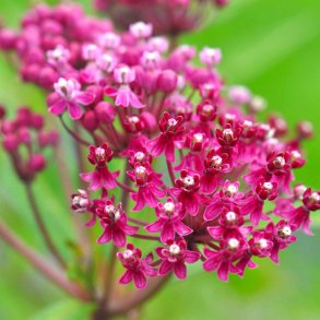 Rosensilkeplante fr�. Carmine rose. Asclepias incarnata. Ca. 50 Fr�.