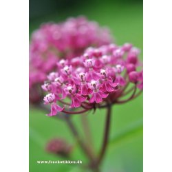 Rosensilkeplanter. Carmine rose. Asclepias incarnata. Fr.