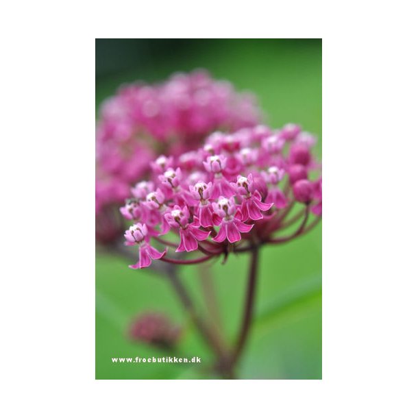Rosensilkeplanter. Carmine rose. Asclepias incarnata. Fr.