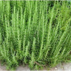 Rosmarin. Rosmarinus officinalis. kologisk. Fr.