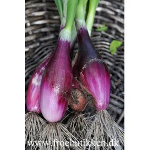 Lg. Bananskalotte. Rossa lunga di Firenze. Allium cepa. Fr