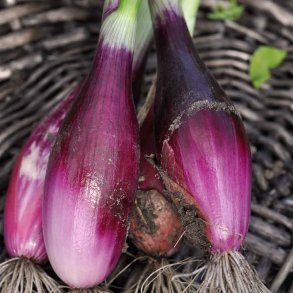 L�g fr�. Bananskalotte. Rossa lunga di Firenze. Allium cepa. Ca. 500 Fr�